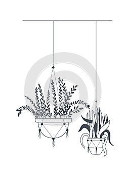 Houseplants on macrame hangers icon