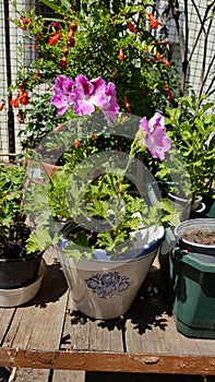 Houseplants with pink flowers in retro ceramic flower pot atop rustic wooden shelf. Fresh herbs gardening. Granny`s house backyard