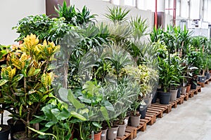 Houseplants in plastic pots for sale on flower market or store. Various indoor plants in greenhouse