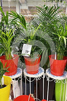 Houseplants in pots in garden shop. Various green plants is sold in store. Planting of greenery. Areca Arecaceae palms