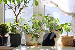 Houseplants in pots growing on the windowsill. Among them is a sitting cat.