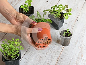 Houseplants roots begin to appear through the bottom of the pot.