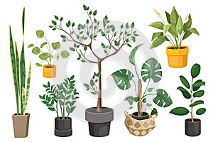 Houseplants set graphic elements in flat design. Vector illustration