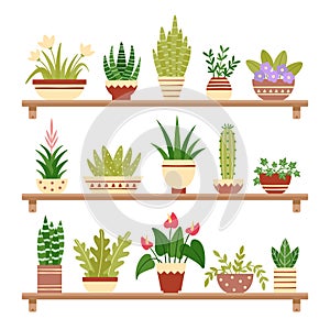 Houseplants on shelf. Flower in pot, potted houseplant and plant pots. Home plants on shelves isolated vector