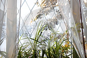 houseplants on sill in country house in winter