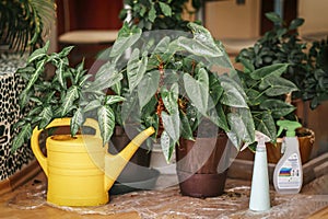 Houseplants and watering can on floor. House plant care, home lifestyle. Gardening, hobby, spring