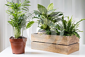 Houseplants in wooden box and shipping pot, home gardening. Selective focus.
