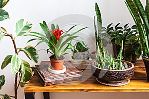 Houseplants on wooden desk in stylish interior.