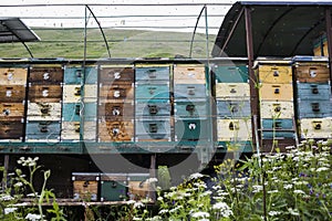 Houses of the bees are placed on the green grass in the mountains. row of bee hives in a field in mountains