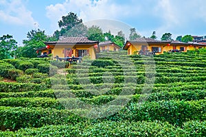 Houses behind tea shrubs, Ban Rak Thai Yunnan tea village, Thailand