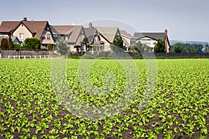 Houses Bordering Row Crops