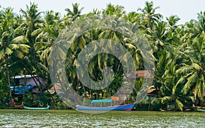 Houses between coconut trees in Honnavar