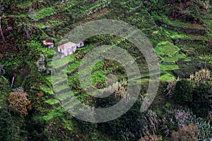 Houses on cultivated terraced fields on the hill on the island of Madeira.