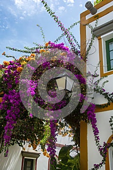 Houses with flowers in the Spanish town of Puerto de Mogan photo