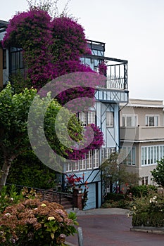 Houses and homes on lombard street in historic san francisco districts