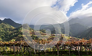 Houses and landscape on the Madeira island, Portugal