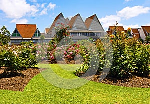 Houses near roses