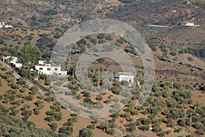 HOUSES IN OLIVE GROVE