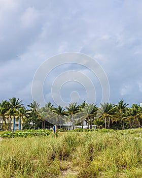 Houses and palm trees by Miami Beach