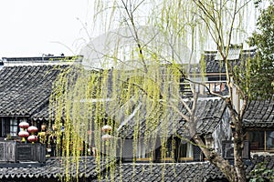 Housetop and green willow