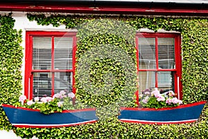 Housewall overgrown with creeping plants. Flower boxes in shape of boats, planted with geranium, red painted windows, Ireland