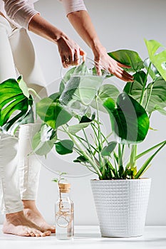 Housewife watering beautiful healthy monstera in a pot on the floor