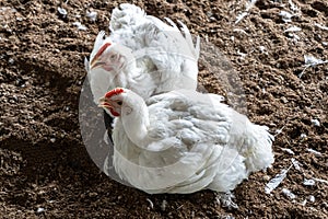 A housing business for the purpose of poultry farming meat. White chicken farming feeds in indoor housing. A group of white