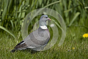 Houtduif, Common Wood Pigeon, Columba palumbus