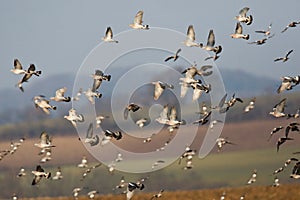 Houtduif, Common Wood Pigeon, Columba palumbus photo