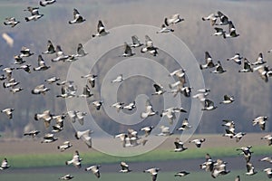 Houtduif, Common Wood Pigeon, Columba palumbus photo