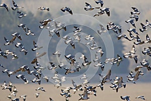 Houtduif, Common Wood Pigeon, Columba palumbus photo