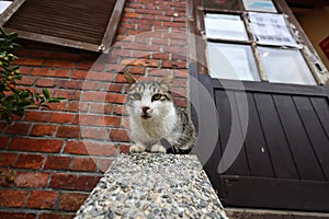 Houtong cat village, along the Pingxi Train Line, Ruifang district,