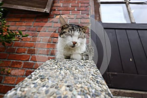 Houtong cat village, along the Pingxi Train Line, Ruifang district,