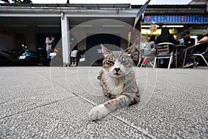 Houtong cat village, along the Pingxi Train Line, Ruifang district,