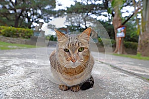 Houtong cat village, along the Pingxi Train Line, Ruifang district,