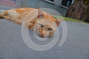 Houtong cat village, along the Pingxi Train Line, Ruifang district,