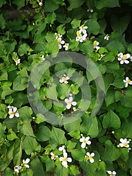 Houttuynia cordata