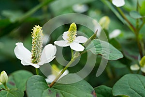 Houttuynia cordata