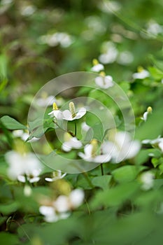 Houttuynia cordata