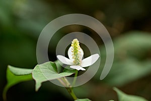 Houttuynia cordata