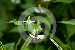 Houttuynia cordata