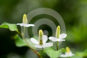 Houttuynia cordata