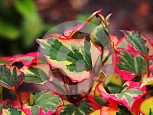 Houttuynia cordata `Chameleon`