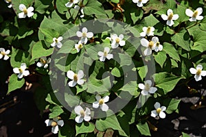 Houttuynia cordata flowers photo