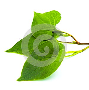 Houttuynia cordata leaf isolated on white