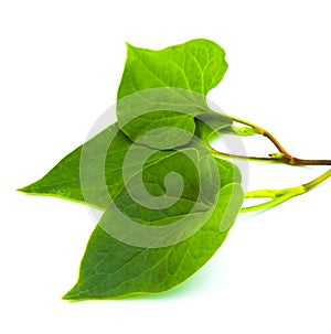 Houttuynia cordata leaf isolated on white photo
