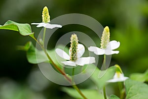 Houttuynia cordata photo