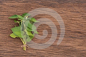 Houttuynia cordata or plu kaow branch green leaves and flower on an old wood background