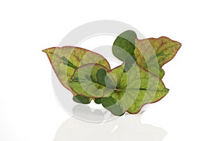 Houttuynia cordata or Plu Kaow branch green leaves isolated on white background photo