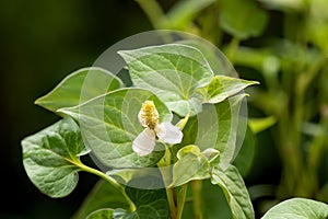 Houttuynia cordata or Plu Kaow trees and green leaves on nature background photo